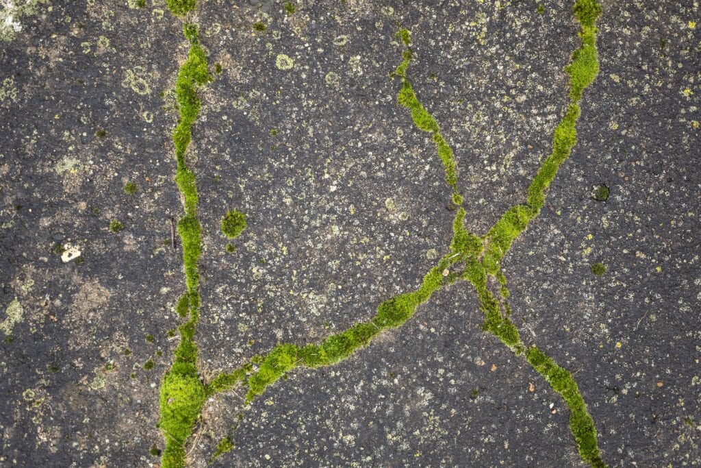 Top-down view of vibrant green moss growing in the cracks of a weathered asphalt driveway requiring professional pressure washing service in Orlando, Florida.