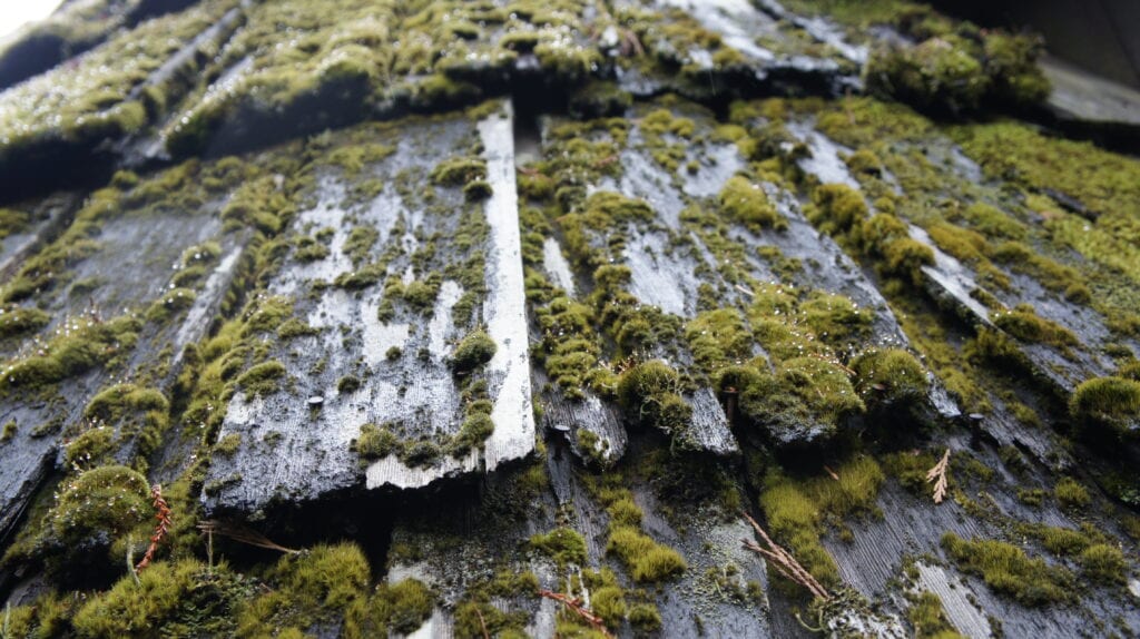 Close-up of thick green moss growing on weathered wooden roof shingles requiring professional roof cleaning service in Orlando, Florida.