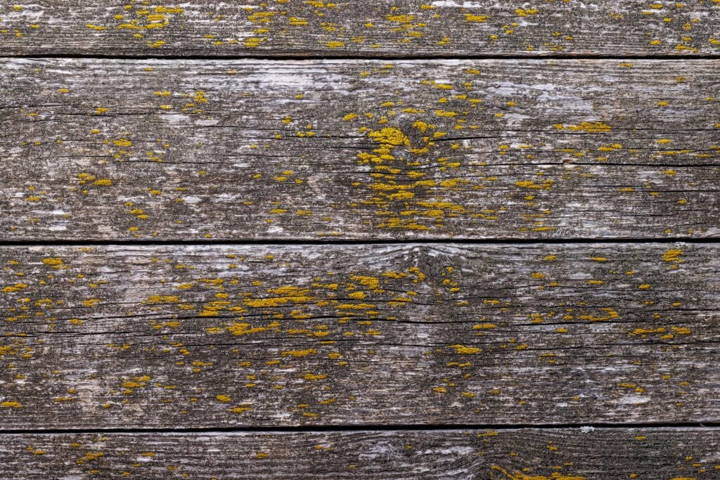 Close-up of weathered grey wooden planks with yellow lichen and mold growth requiring professional wood cleaning services in Orlando, Florida.
